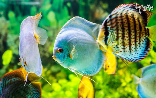 عجیبترین بارهای مسافران هوایی عجیبترین بارهای مسافران هوایی